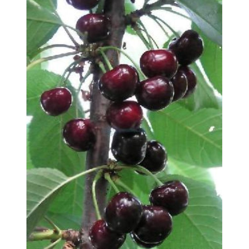 Вишня колоновидная Ашинский гибрид