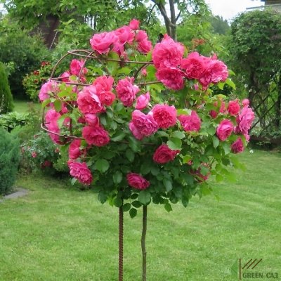 Роза на штамбе Розариум Ютерсен (Rosarium Uetersen)