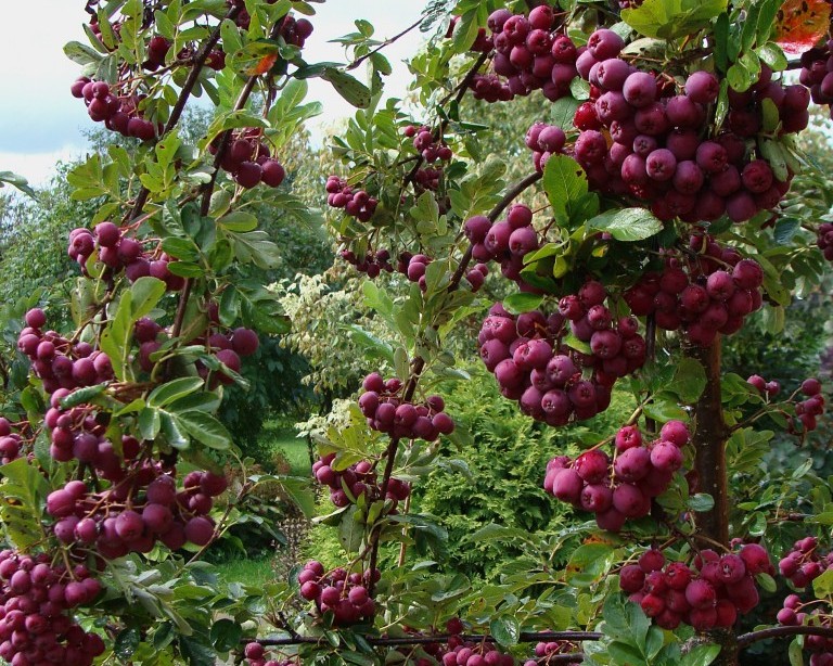 Рябина ликерная (гибрид рябины с черноплодной аронией)