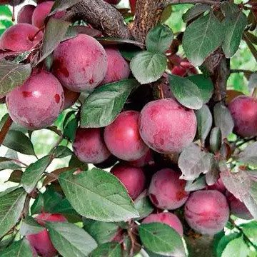 Алича Лихни