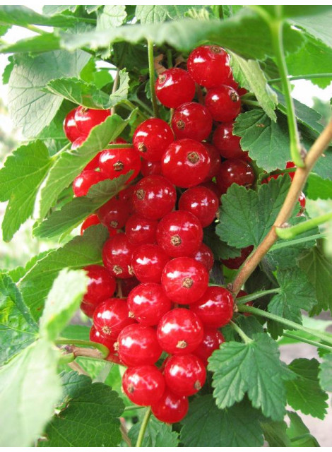 Смородина красная сорт Щедрая