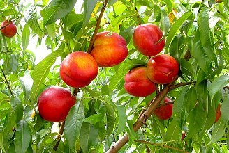 Саженцы нектарина Фантазия