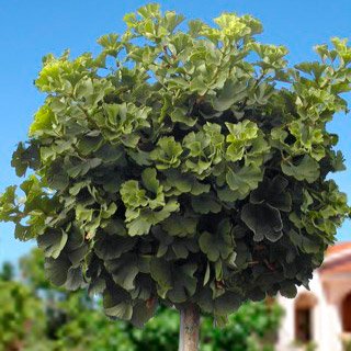 Гинкго Билоба Двухлопастное