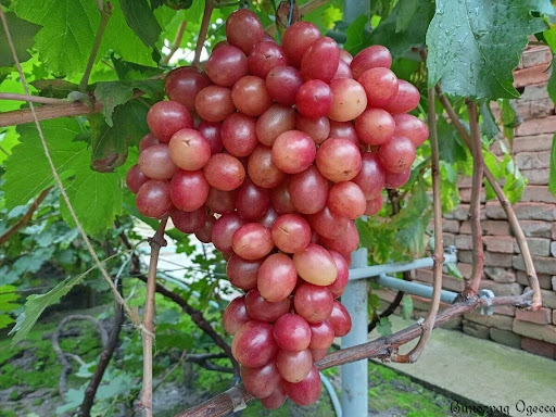 Виноград Червона троянда | продаж саджанців в Україні