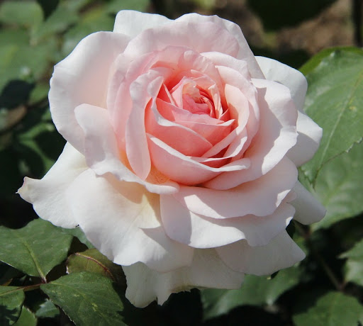 Роза чайно-гибридная Анна 