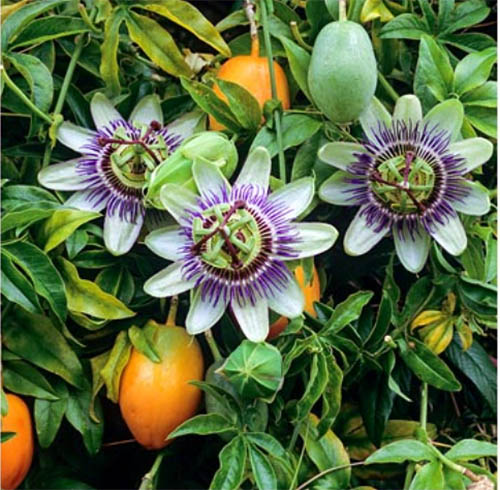 Пассифлора (Страстоцвет, Маракуйа)