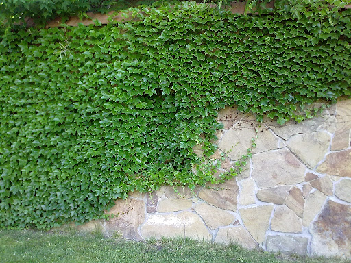 Виноград Виче - саженцы в Украине