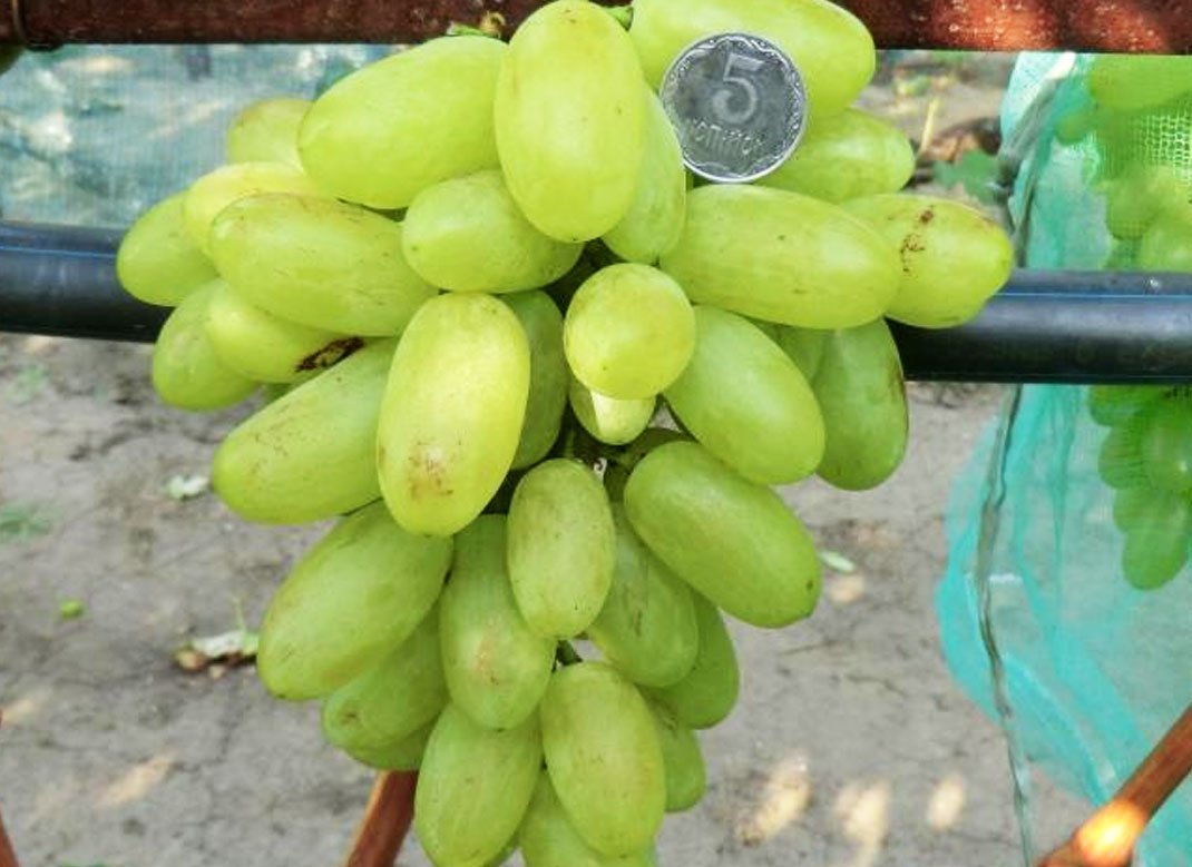 Виноград Подарунок Енергодару