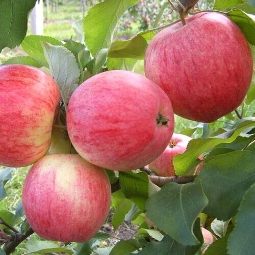 Саженцы яблони Слава победителям