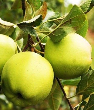 Яблоня Голден Делишес Рейнджерс