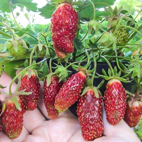 Суниця гібридна (земклубника) Мускатна