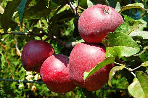 Яблоня Старкинг