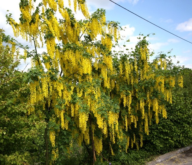 Бобовника (Золотой дождь)