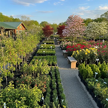 Саженцы плодовых и декоративных растений